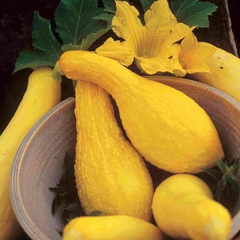 Hạt giống bí thiên nga F1