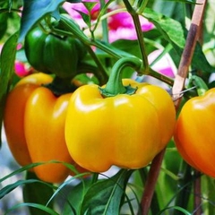 Hạt Giống Ớt Chuông Ngọt Mix Màu