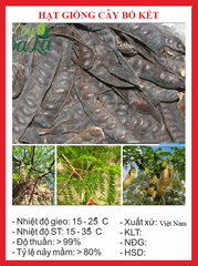 Hạt Giống Cây Bồ Kết