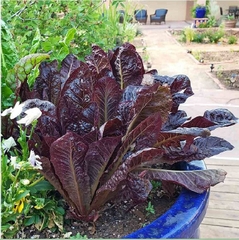 Hạt Giống Xà Lách ROMAINE Đỏ - Gói 0.2gram