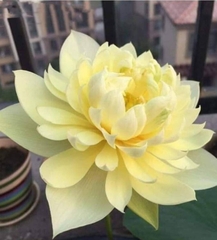 Hạt Giống Hoa Sen Bách Diệp Vàng