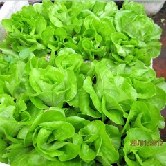 Hạt Giống Rau Xà Lách Chịu Nhiệt - Gói 5gram
