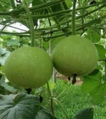 Hạt Giống Bầu Quả Tròn F1