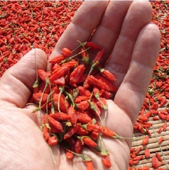 Hạt Giống Quả Câu Kỷ Tử - GojiBerry