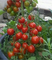 Hạt Giống Cà Chua Bi Đỏ (Cà Chua Cherry) F1