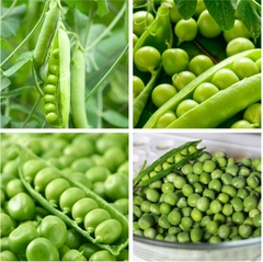 Hạt Giống Đậu Hà Lan Lấy Hạt