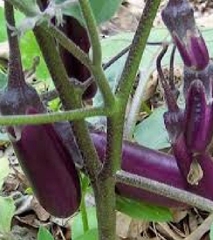 Hạt Giống Cà Tím Dài Cao Sản