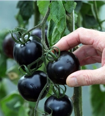 Hạt Giống Cà Chua Đen Mỹ F1