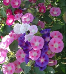 Hạt Giống Hoa Bìm Bìm Mix Màu