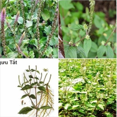 Hạt Giống Cây Ngưu Tất