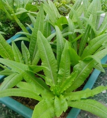 Hạt giống rau diếp thơm ( rau cải chíp )