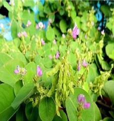 Hạt Giống Kim Tiền Thảo