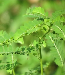 Hạt Giống Diệp Hạ Châu Đắng