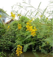 Hạt Giống Bông Điên Điển