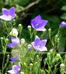 Hạt Giống Hoa Cát Cánh