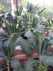 Hạt Giống Cải Xoăn Kale Khủng Long Ý