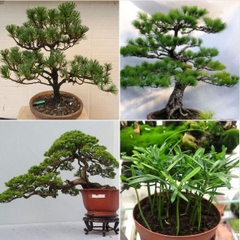Hạt Giống Cây Tùng