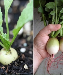 Hạt Giống Củ Cải Cherry Trắng Ruột Đỏ