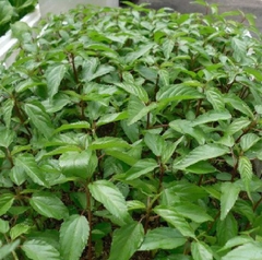 Hạt Giống Rau Đay Đỏ