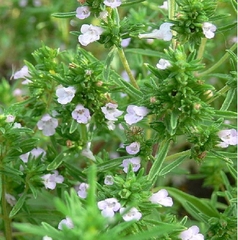Hạt giống Cỏ Xạ Hương Thyme