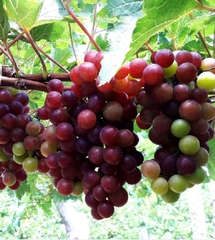 Hạt Giống Nho Leo Giàn Pháp