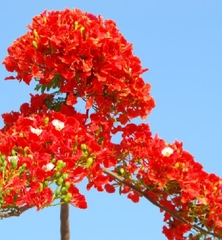 Hạt Giống Hoa Phượng Vĩ Đỏ