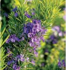 Hạt Giống Cây Hương Thảo Rosemary