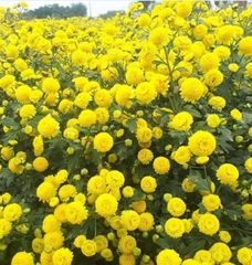 Hạt giống hoa Trà Hoa Cúc - Gói 3gram
