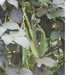Hạt Giống Đậu Ngự