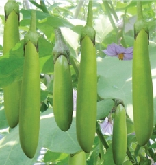 Hạt Giống Cà Xanh Mỡ Dài