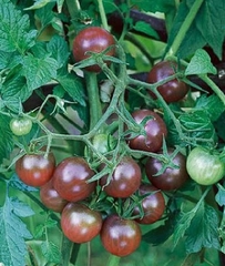 Hạt Giống Cà Chua Bi Socola F1 (Cà Chua Cherry)