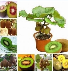 Hạt Giống Cây Ăn Trái Kiwi