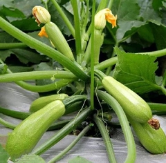 Hạt Giống Bí Ngòi Xanh Trái Dài F1