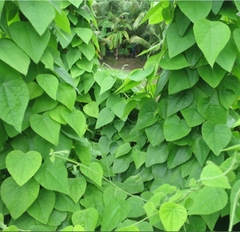 Hạt Giống Sương Sâm Lông