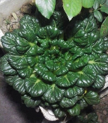 Hạt giống rau cải hoa hồng xanh