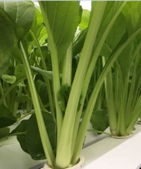 Hạt giống rau cải ngọt cao sản F1