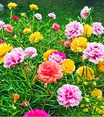 Hạt Giống Hoa Mười Giờ Mỹ Cánh Kép F1