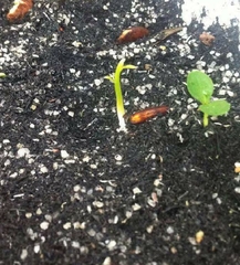 Hạt Giống Hoa Tử Đằng Hoa Tím