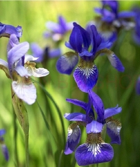 Hạt Giống Diên Vĩ Xanh (Iris Xanh )