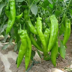 Hạt Giống Ớt Sừng Ngọt F1