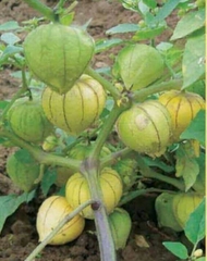 Hạt Giống Thù Lù Nam Mỹ Gold