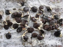 Hạt Giống Hoa Tử Đằng Hoa Tím