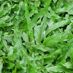 Hạt Giống Cỏ Lá Gừng (Cỏ Lá Tre )
