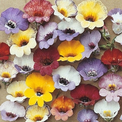 Hạt Giống Hoa Mây Nhiều Màu ( Nemesia Strumosa Mixed )