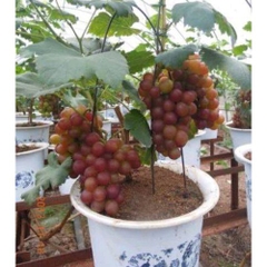 Hạt Giống Nho Lùn Pháp