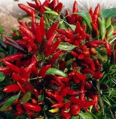 Hạt Giống Ớt Chỉ Thiên Chùm Đỏ Siêu Cay