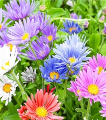 Hạt Giống Hoa Cúc Thạch Thảo Cao Mix Màu