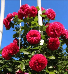 Hạt Giống Hoa Hồng Leo Pháp Mix Màu