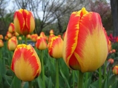 Bộ 5 củ giống hoa tulip hoa màu cam
