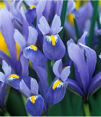 Hạt Giống Diên Vĩ Xanh (Iris Xanh )